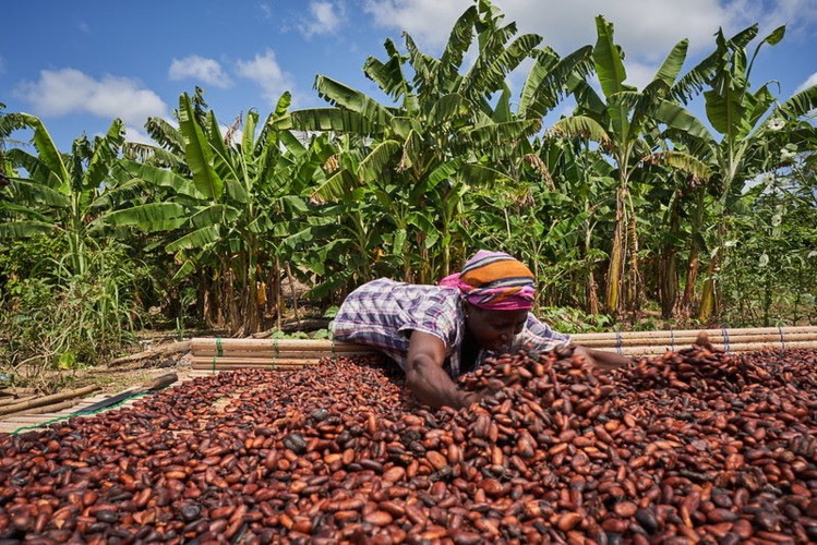 FALSE: Ghana has NOT stopped shipping cocoa beans to Europe