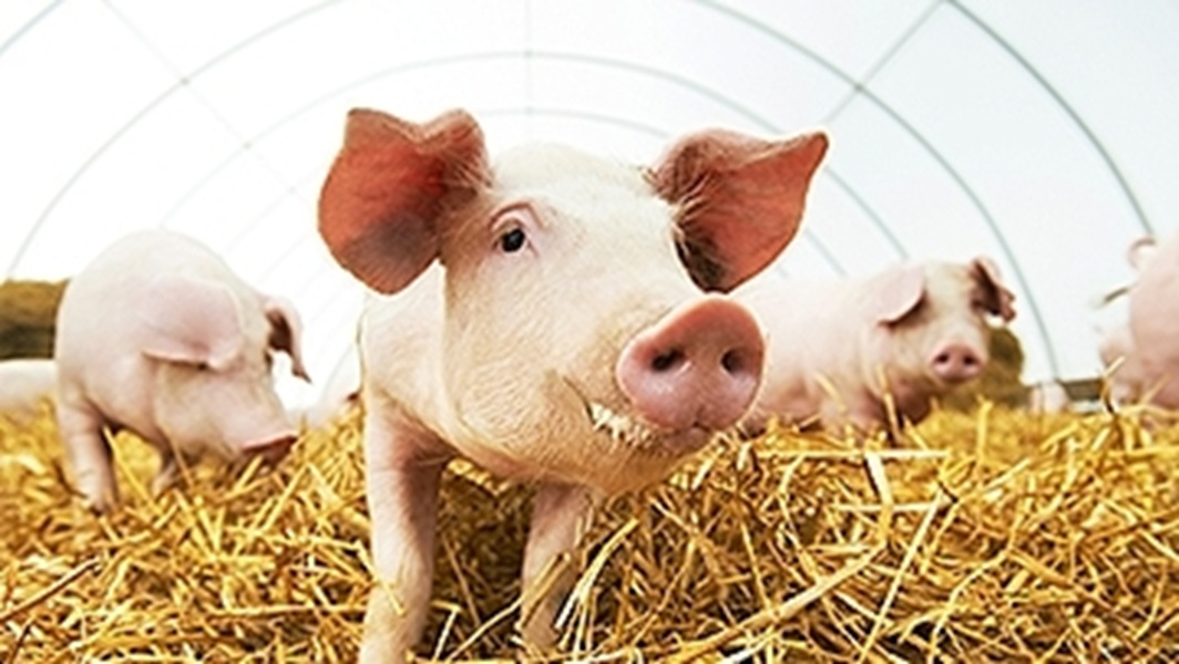 FACTSHEET: African Swine Fever - What you need to know