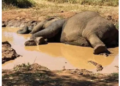 Elephant called Maia enjoying a nap in the mud